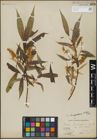 Foto von Salix lasiandra Benth.